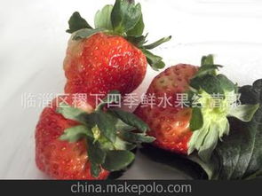 草莓供應商與批發(fā)市場價格分析