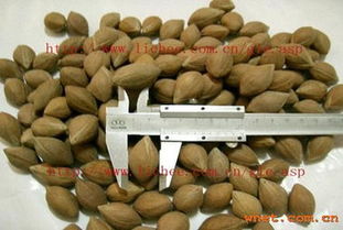 嶺南佳品 鮮享自然——廣東省高州市大唐果品新鮮蔬菜產(chǎn)品展示